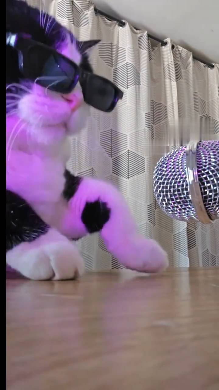 Interactive video: Rock and roll kitten