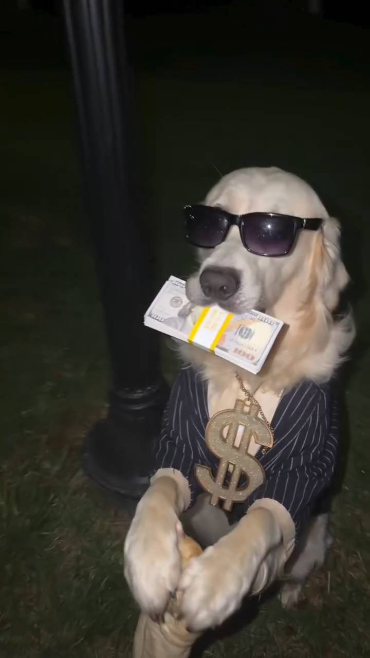 Poster for The rich puppy has a lot of money.