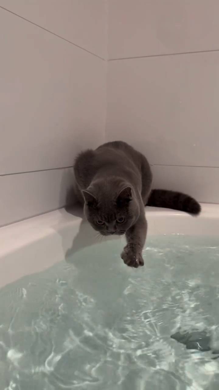 Interactive video: A little cat surfing on water.