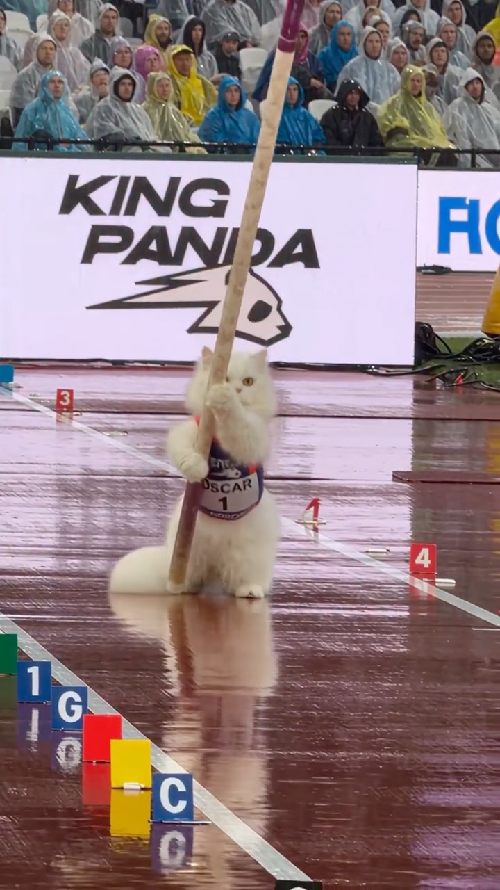 Poster for Animal Olympics: White Cat Nails the Pole Vault! 🐱🏅