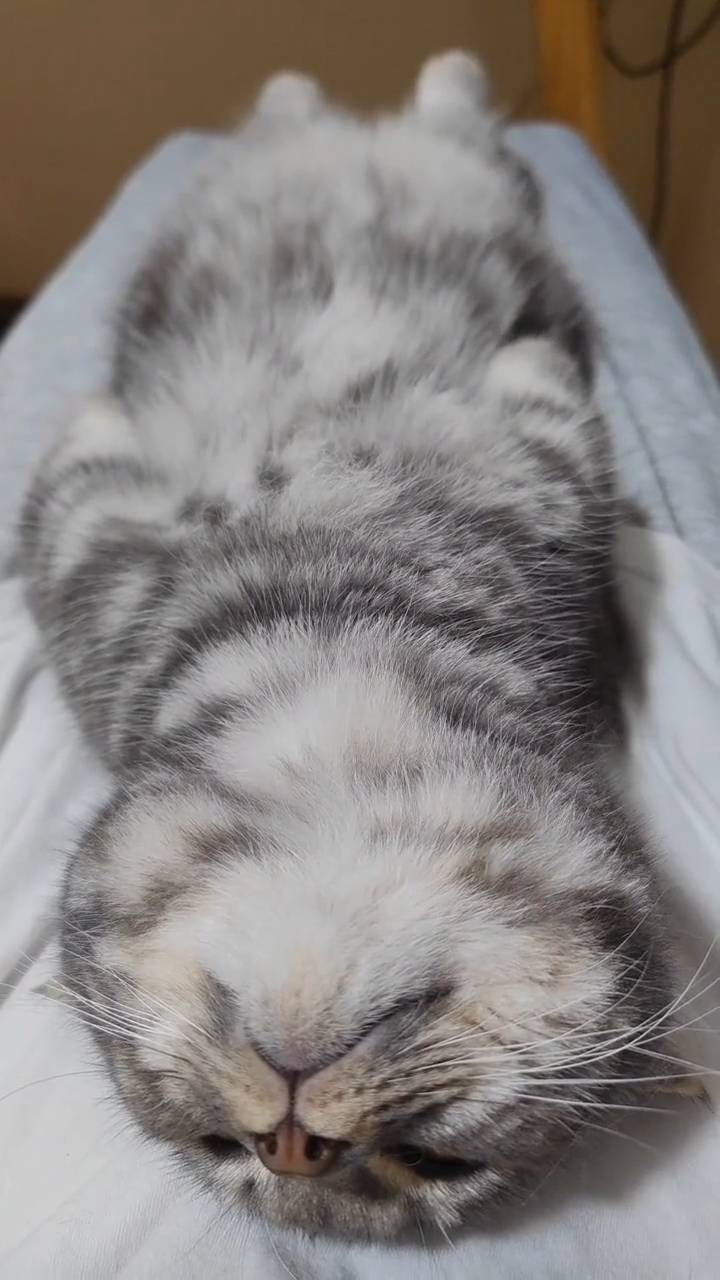 Poster for Pet This Cat to Sleep! Belly Rubs, Purring & Snoring Kittens 😴🐱