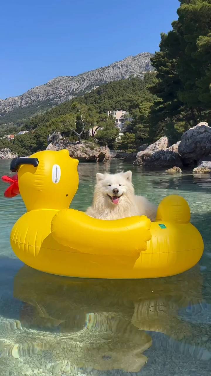 Interactive video: A happy dog on a duck.