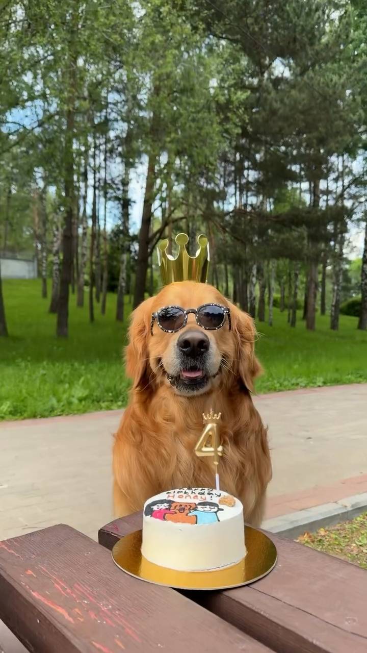 Poster for The puppy is having a birthday.