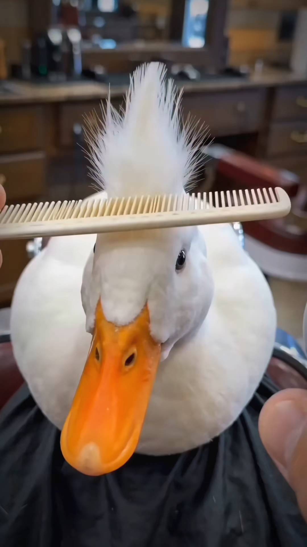 Poster for The duck's new hairstyle