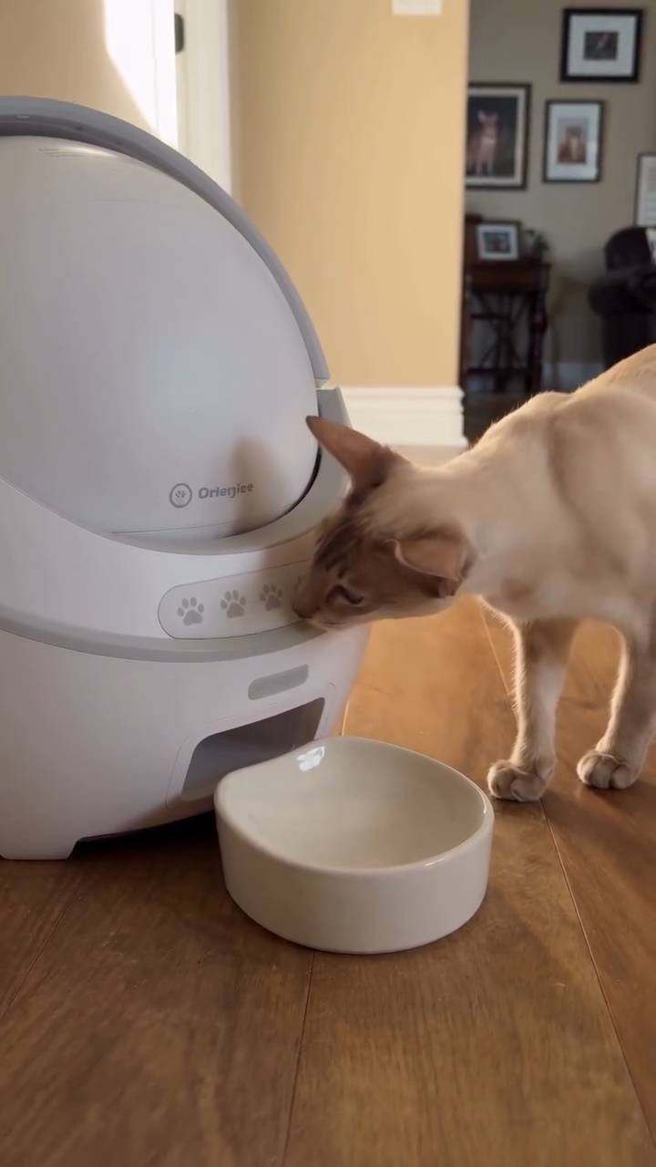 Poster for A kitten's smart life.