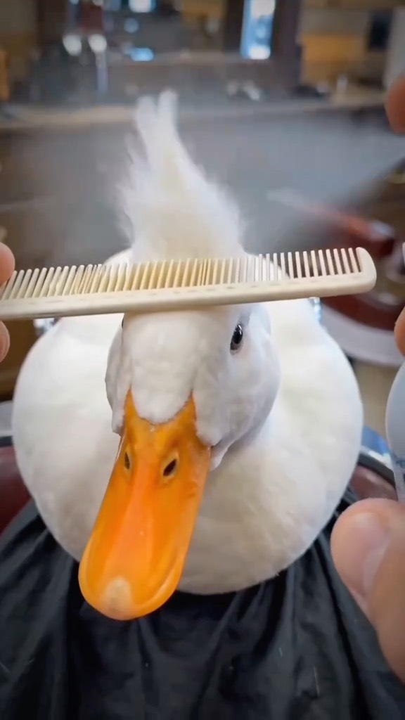 Poster for Cool and Trendy Hairstyle for the Duck