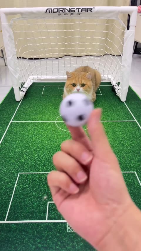 Poster for The kitten is the goalkeeper