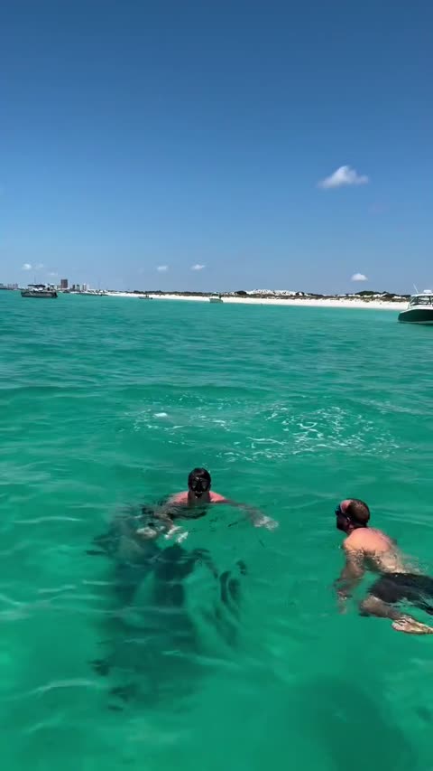Poster for Snorkeling with Dolphins