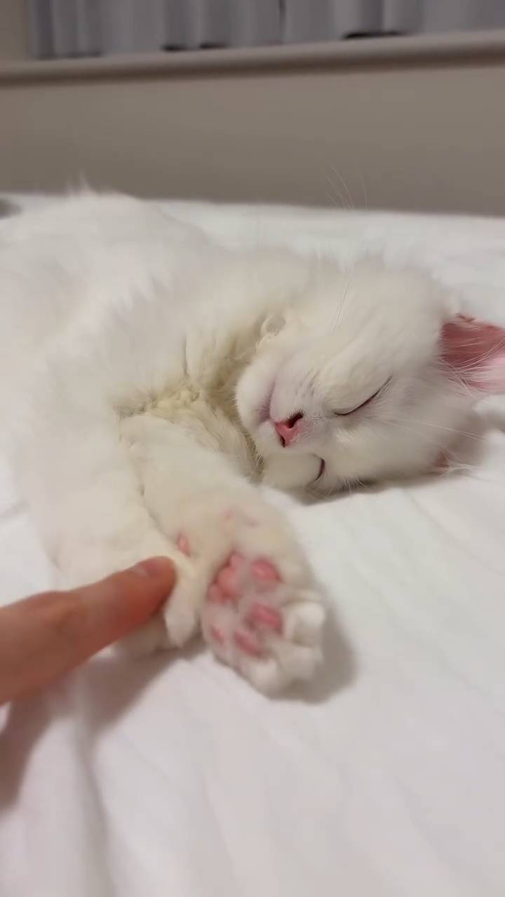 Poster for The white kitten is the cutest.