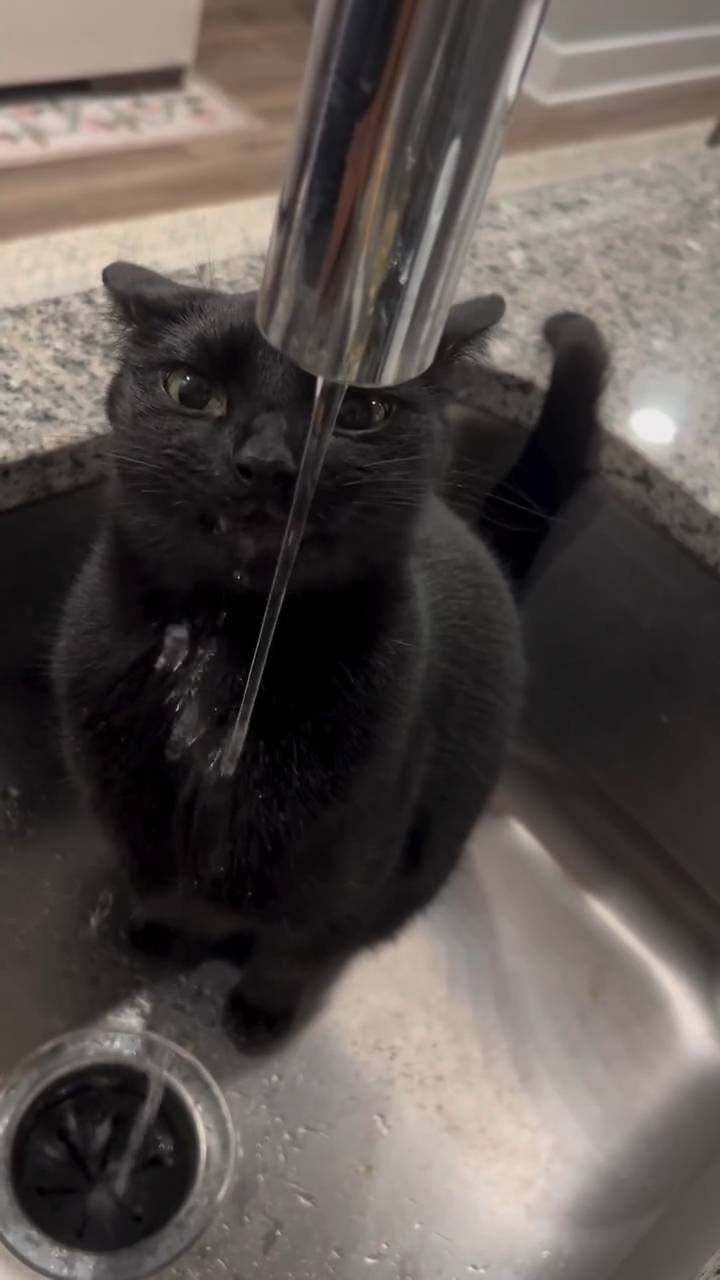 Interactive video: When a kitten drinks water, it looks the most wealthy.