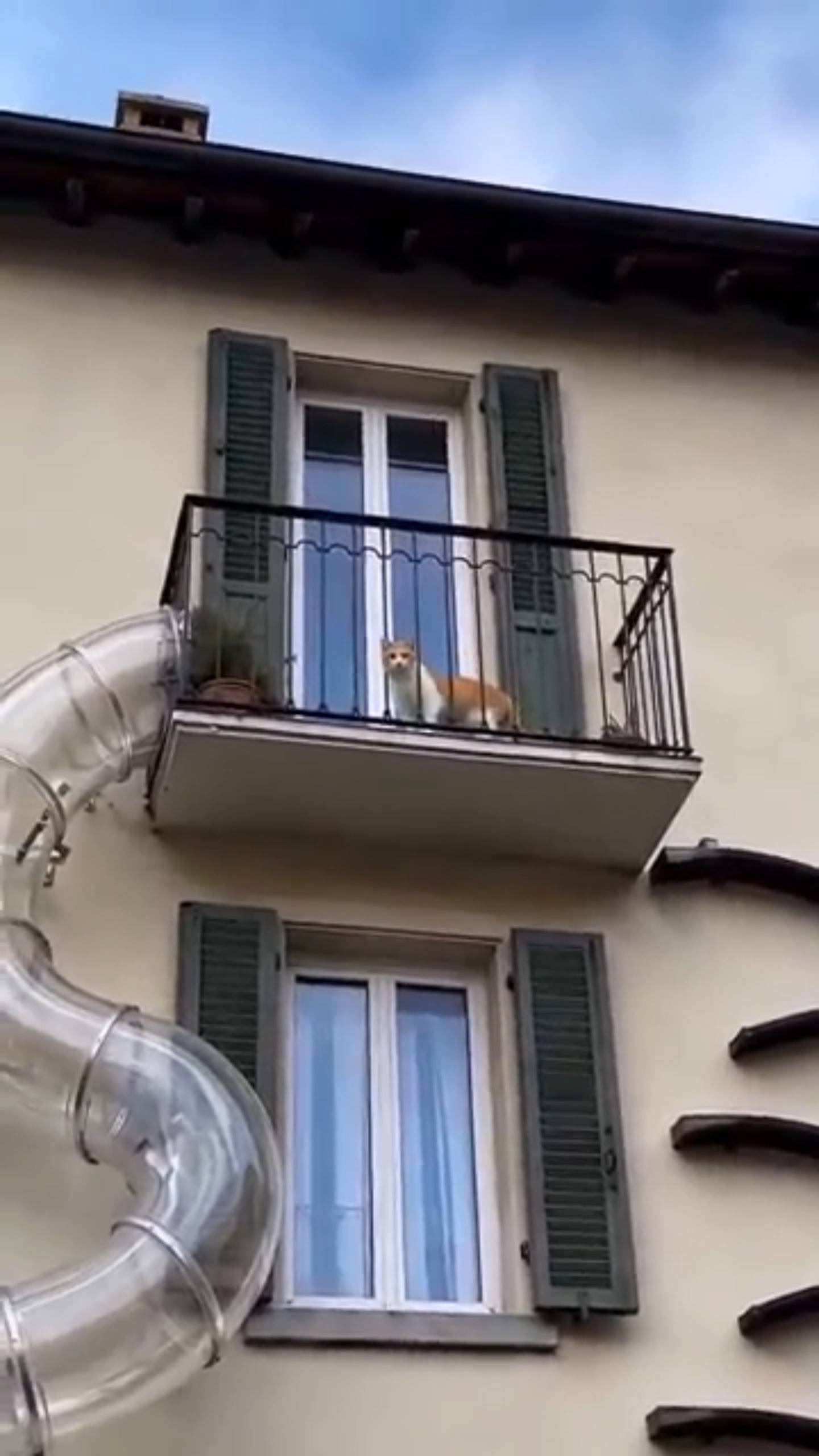 Poster for A cat with quick reflexes